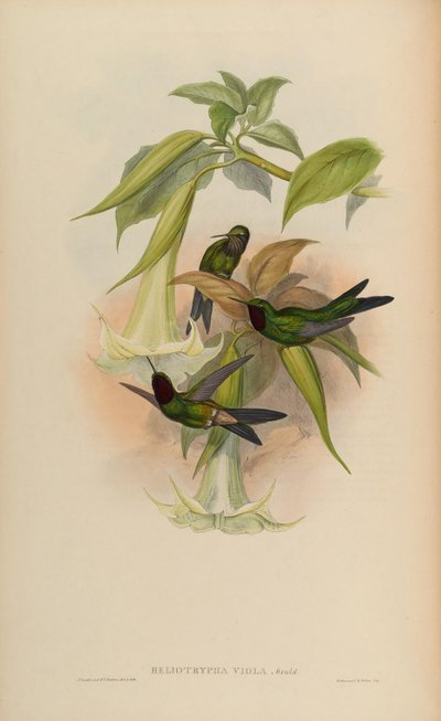 Heliotrypha viola = Heliangelus viola door John Gould